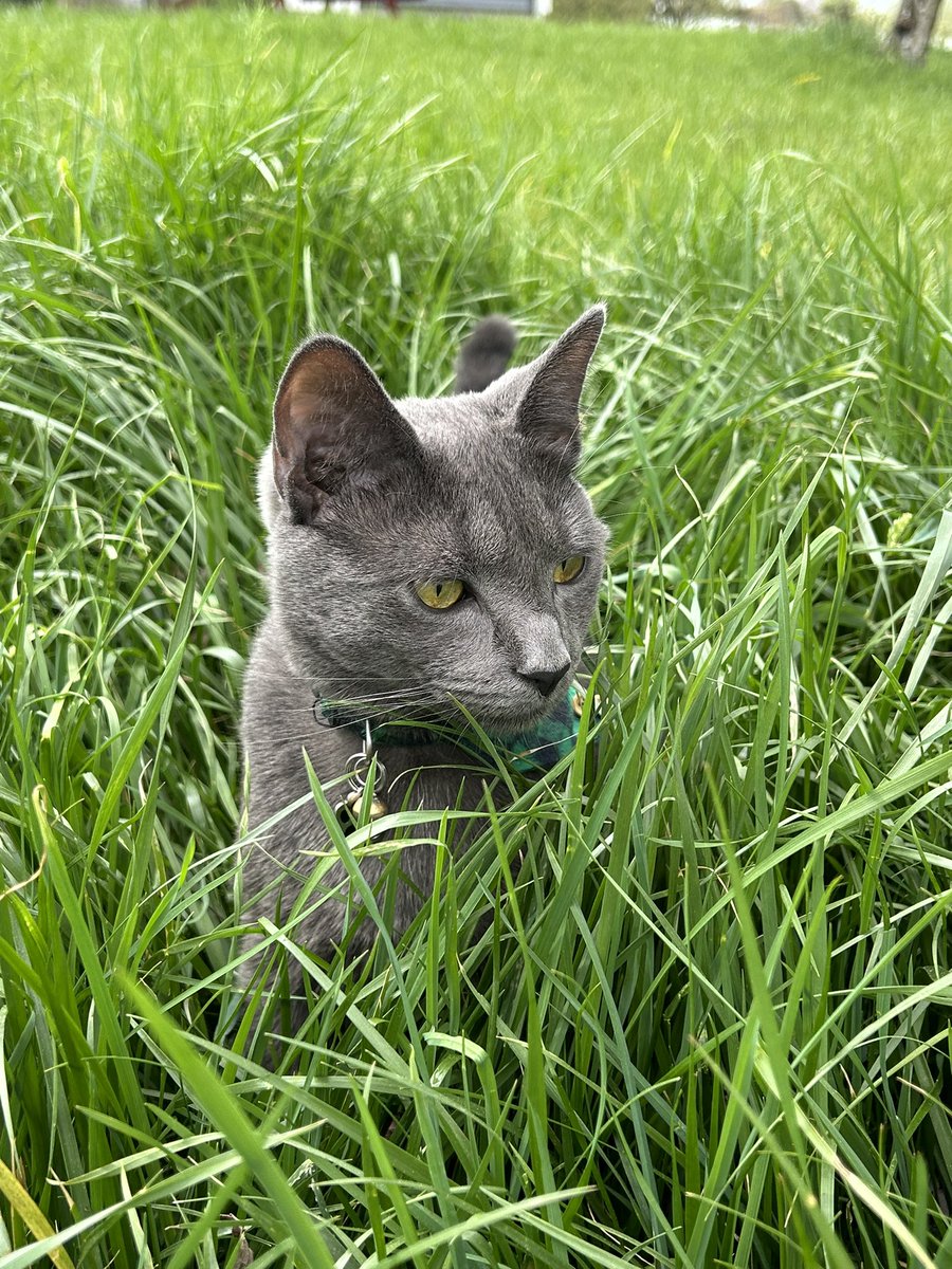 Now that the weather is nice, we’re spending more time outside! I found a yellow and black fuzzy buzzy friend today, but he didn’t want to be friends with me. Maybe I played too rough with him? - Squirt #graycats #beesting #oops #mistakesweremade #lessonswerenotlearned #catsofx