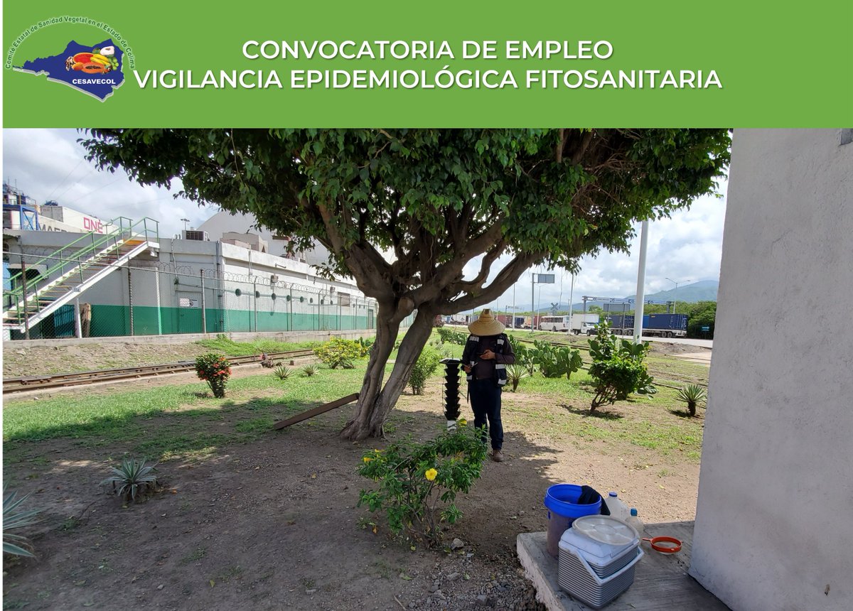 CESAVECOL's tweet photo. Convocatoria 003 de empleo para Auxiliar de campo en el Programa Vigilancia Epidemiológica Fitosanitaria en el Comité Estatal de Sanidad Vegetal en el Estado de Colima (Cesavecol) 2024.

Para mayor Información ingresa.
https://t.co/gV3ujph7v7
#empleo #convocatoria #cesavecol https://t.co/fWaNBtIFyz
