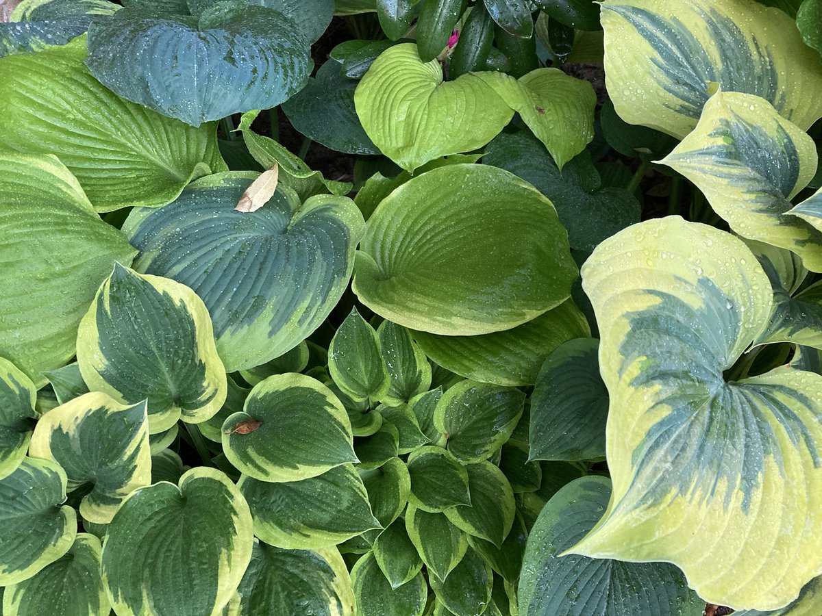 Oklahomatweet's tweet image. #GardenersWorld
#Hosta 
#ILoveSpring 🌱