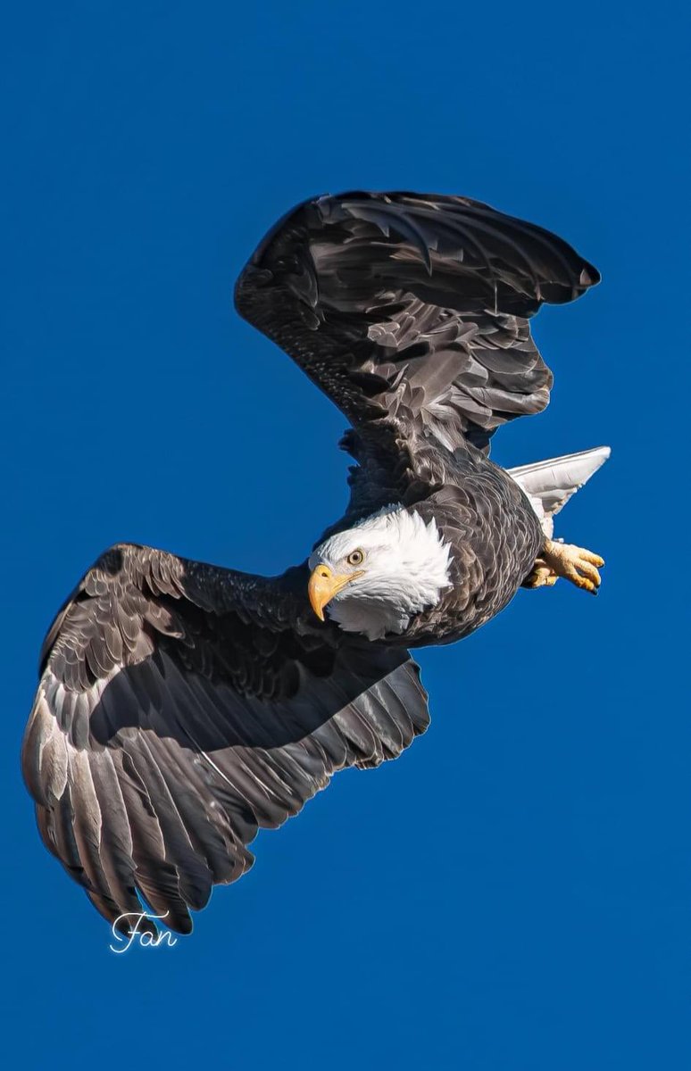 (The Impressive Bald Eagle at take off)