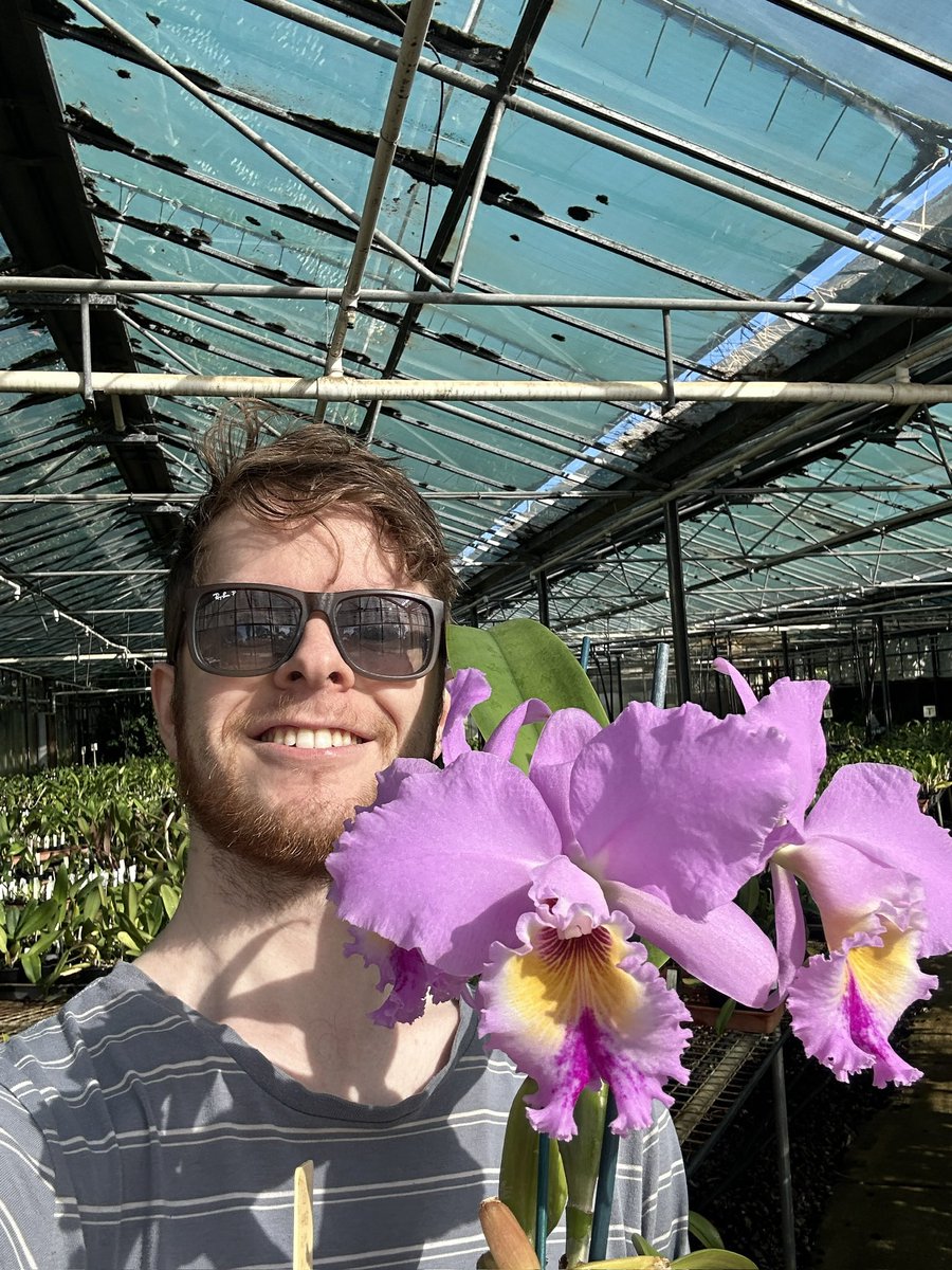 The size of #Cattleya hybrid flowers never ceases to amaze me!! #Orchids