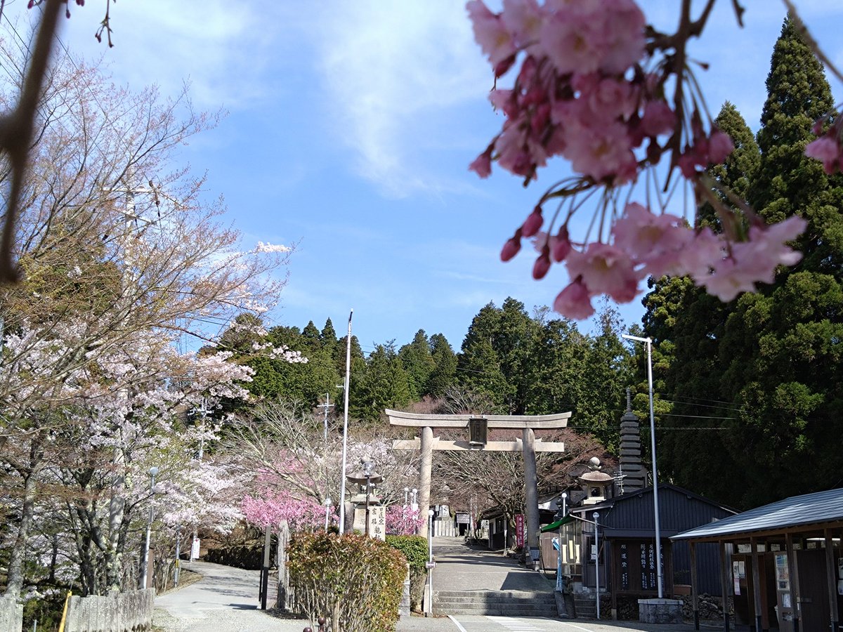 hiro22251's tweet photo. 妙見山の桜🌸満開です

#能勢妙見山 #桜 https://t.co/9rNpW8MRqy