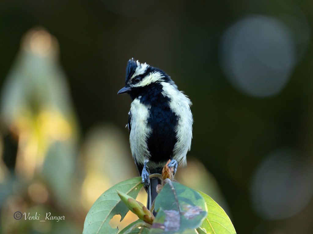 Happy morning ☀️ Angry - Indian yellow tit 🐦 (👀 around 😍) Bird of the hills, it is most abundant between 500- 1800 MSL. @IndiAves @MerlinBirdID @tnforestdept @TNGeography @Britnatureguide #birdphotography #BirdsSeenIn2024 #BirdsOfTwitter