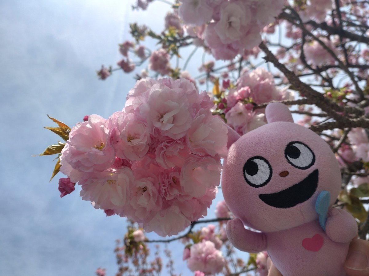 AyachonBoo's tweet photo. 先日、八重桜がたくさん咲いているところに初めて行ってきました。
我が家のアベックも付いてきまして、ラビ子ちゃんはハート型の桜を見つけておおはしゃぎ。アベックで記念写真も取れて大満足だったみたいです。
#ラブラビット
#にしむらゆうじ 
#からあげクンぱんだ
#いいかんじのアベック https://t.co/T2EOQFFvoc