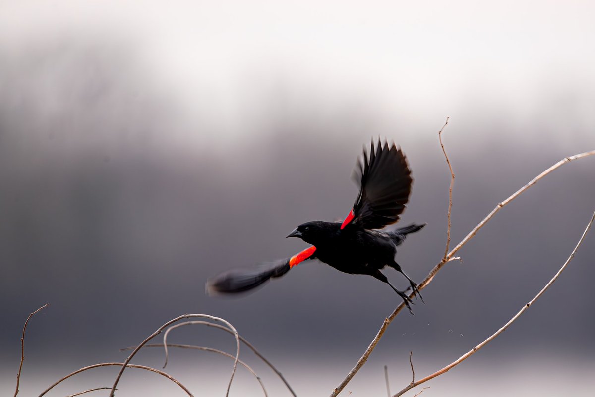 Happy #FlyDay guys! QT/QP/Share your #BIF #photos! Redwing Black bird at take off.