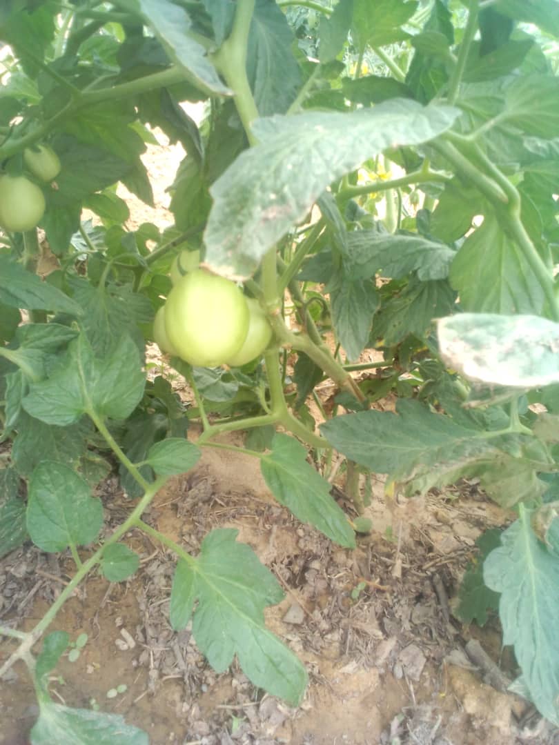 Open Field Tomatoes We have Sandy Soil Dug TRENCHES. Fertilised them Slow steady progress in the drought heat. Land is CAPITAL