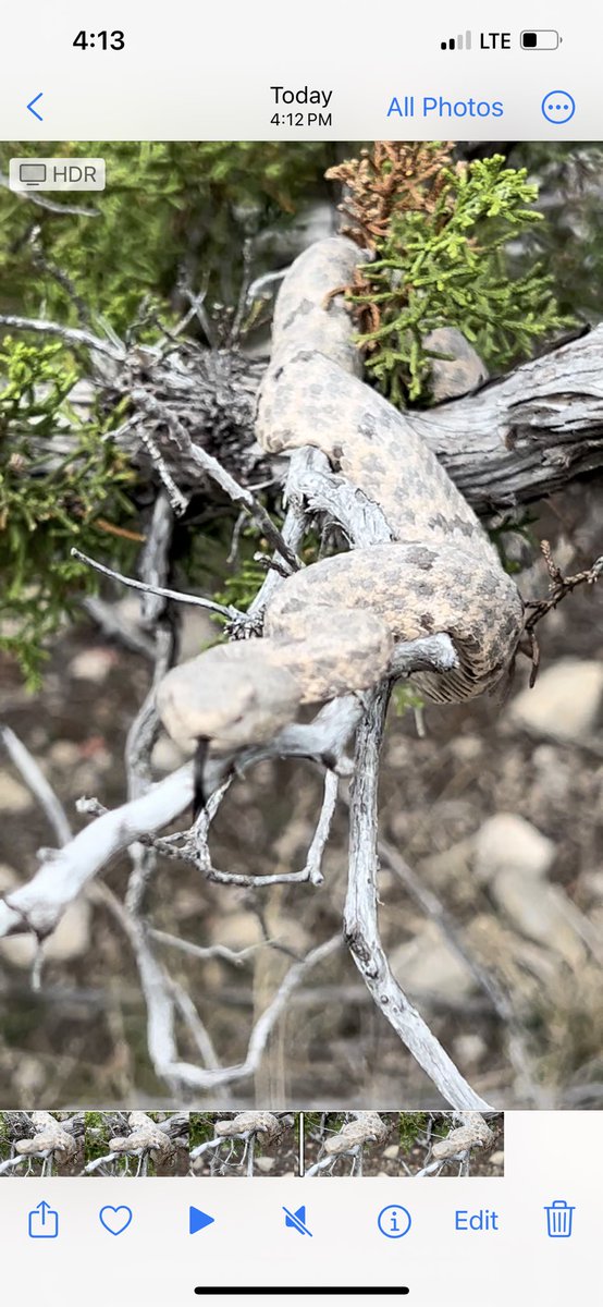 AllystairJones's tweet photo. More @OC_PLC pics #crotalus
#lepidus #herping #rattlesnake #rockrattlesnake #coleonix #brevis
@OdessaCollege @OC_PLC #ocxchange @RyanBosque56764 https://t.co/KJ5z0VHU9Q