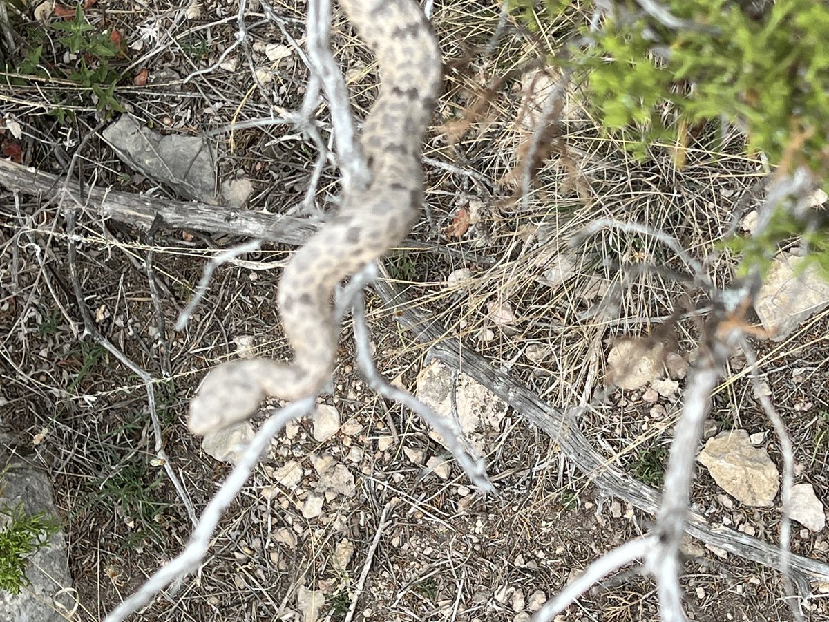 AllystairJones's tweet photo. More @OC_PLC pics #crotalus
#lepidus #herping #rattlesnake #rockrattlesnake #coleonix #brevis
@OdessaCollege @OC_PLC #ocxchange @RyanBosque56764 https://t.co/KJ5z0VHU9Q