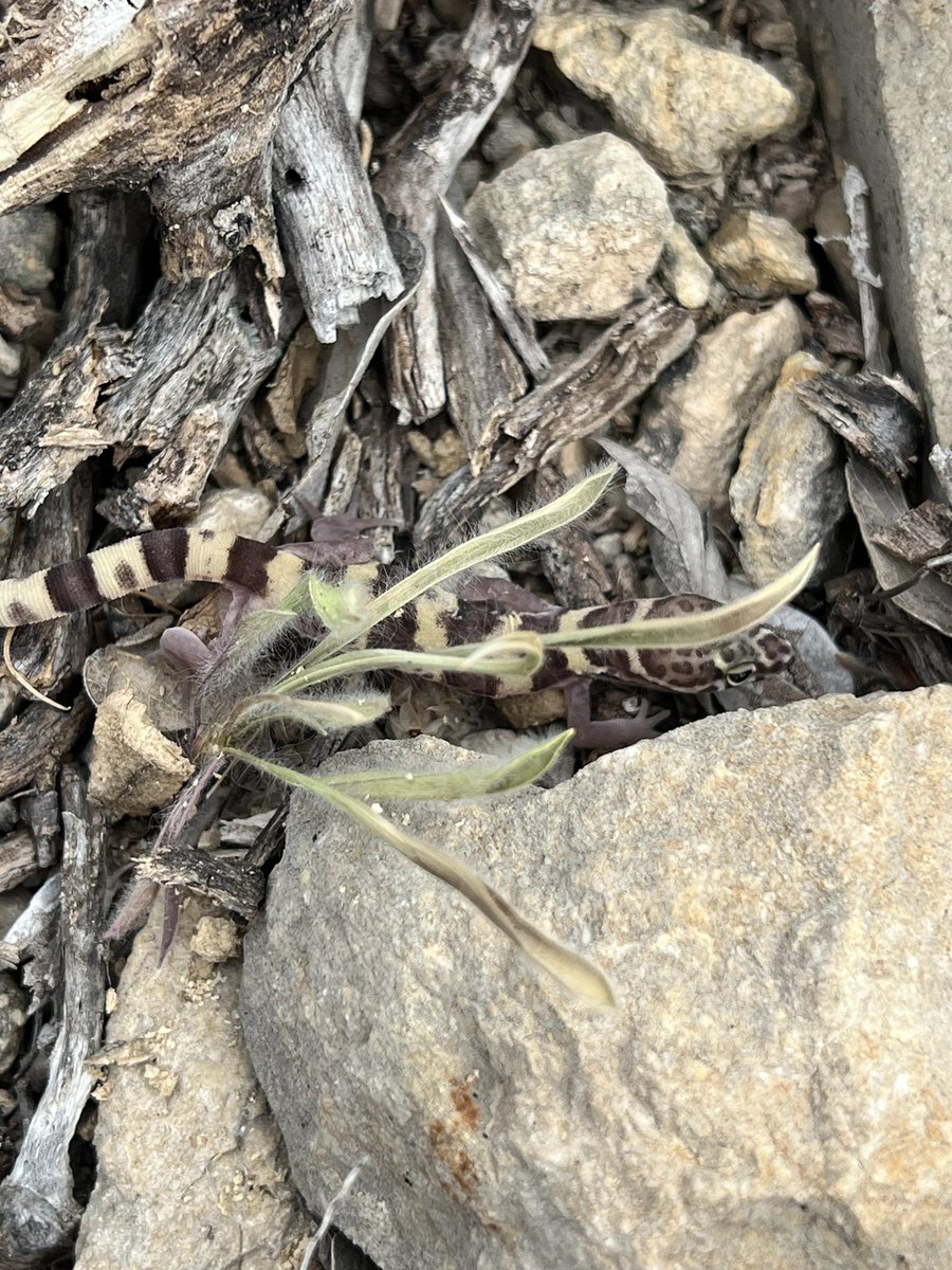 AllystairJones's tweet photo. More @OC_PLC pics #crotalus
#lepidus #herping #rattlesnake #rockrattlesnake #coleonix #brevis
@OdessaCollege @OC_PLC #ocxchange @RyanBosque56764 https://t.co/KJ5z0VHU9Q