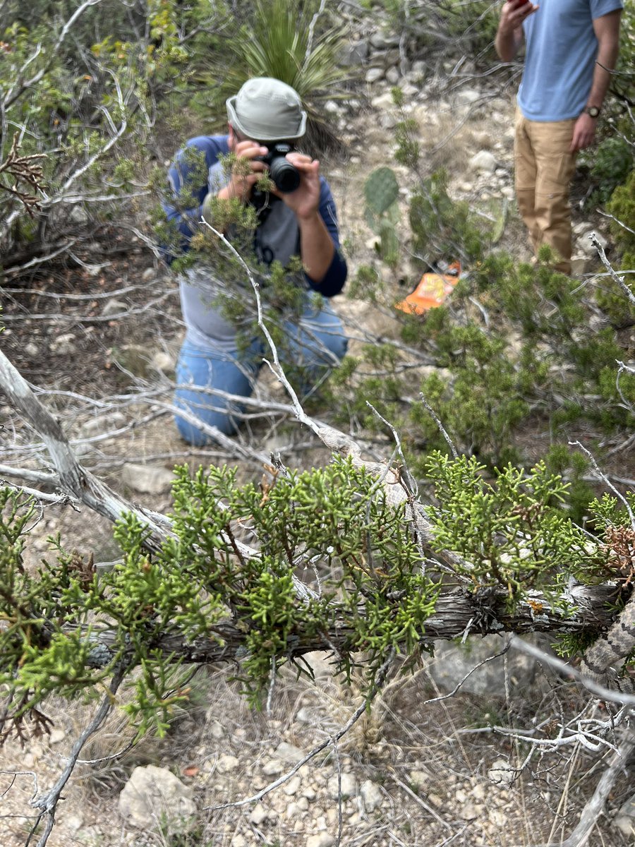 AllystairJones's tweet photo. More @OC_PLC pics #crotalus
#lepidus #herping #rattlesnake #rockrattlesnake #coleonix #brevis
@OdessaCollege @OC_PLC #ocxchange @RyanBosque56764 https://t.co/KJ5z0VHU9Q
