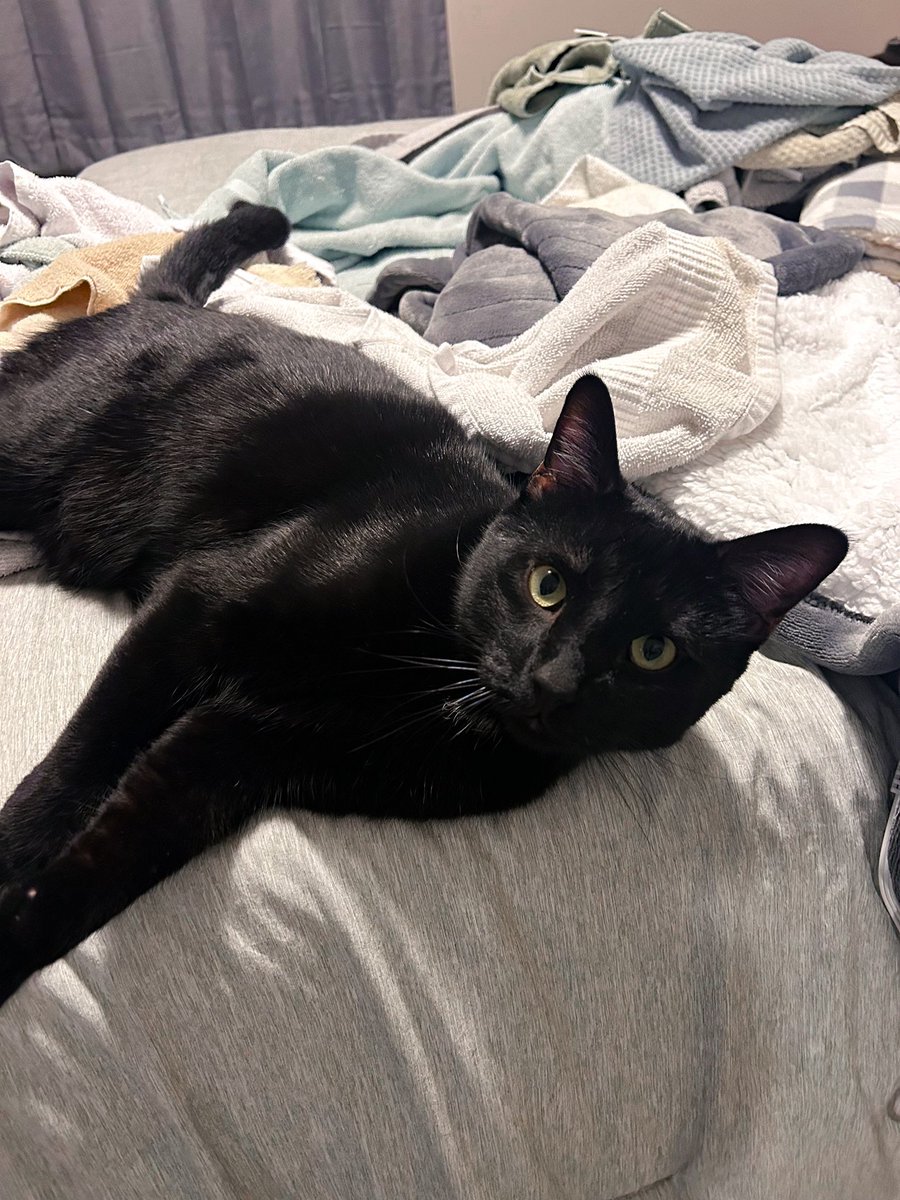 His contribution to laundry folding time is laying on top of the laundry and biting
me as I try to fold it.