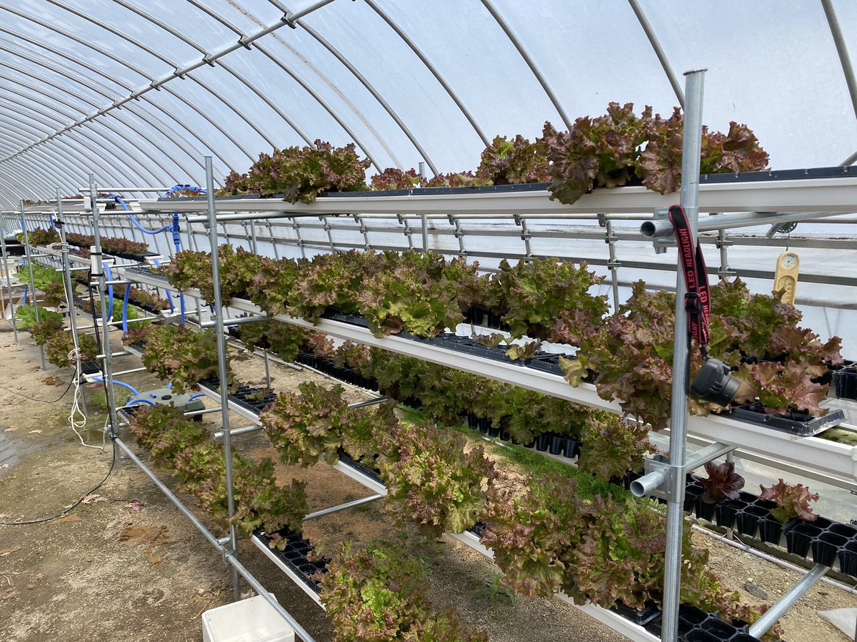 jimonick's tweet photo. 唐突ですが12時くらいにLIVE配信します🌱 https://t.co/aCsGU5VeUF