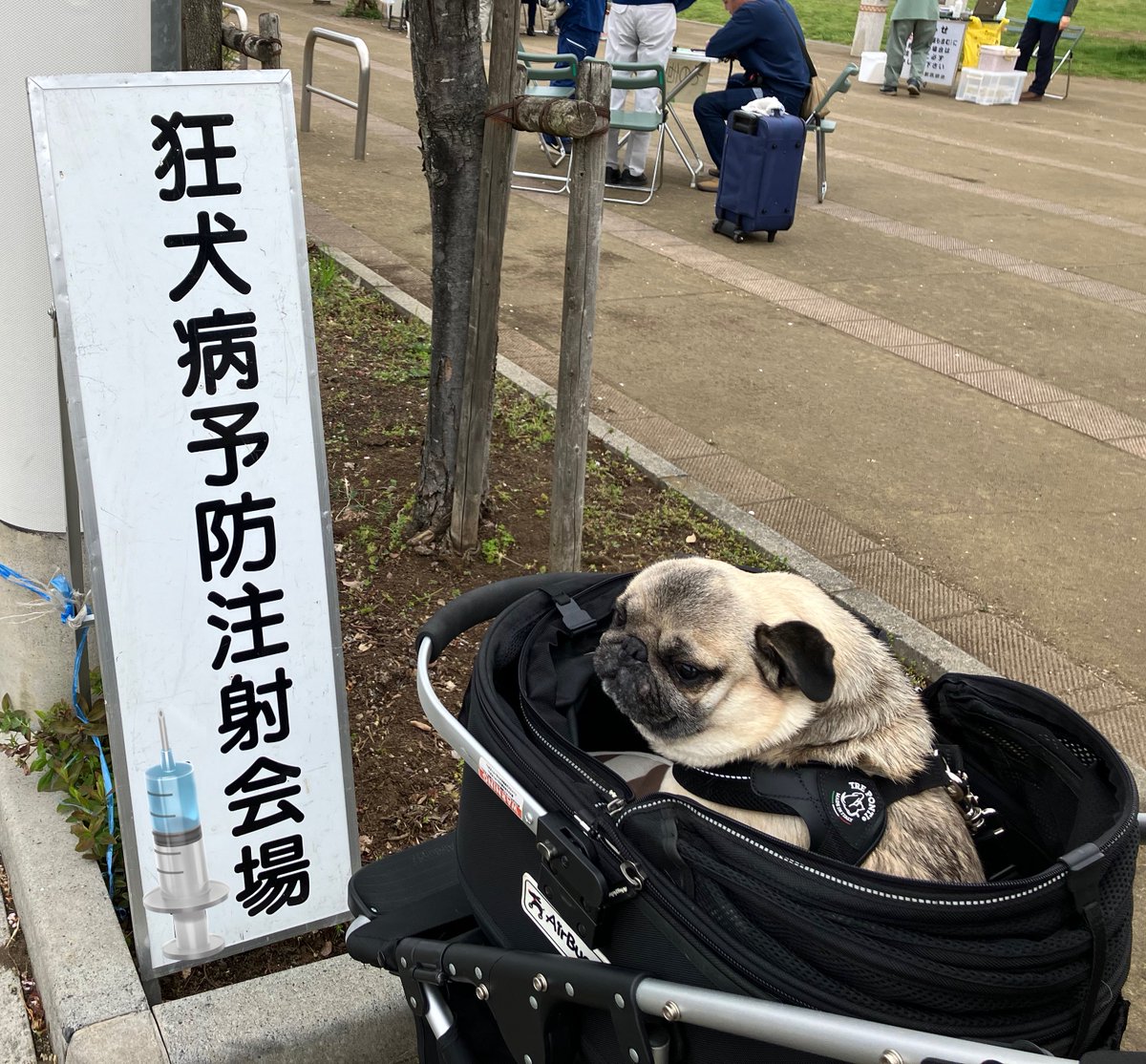 ハハよ…はかったな🐶
#パグ #pug