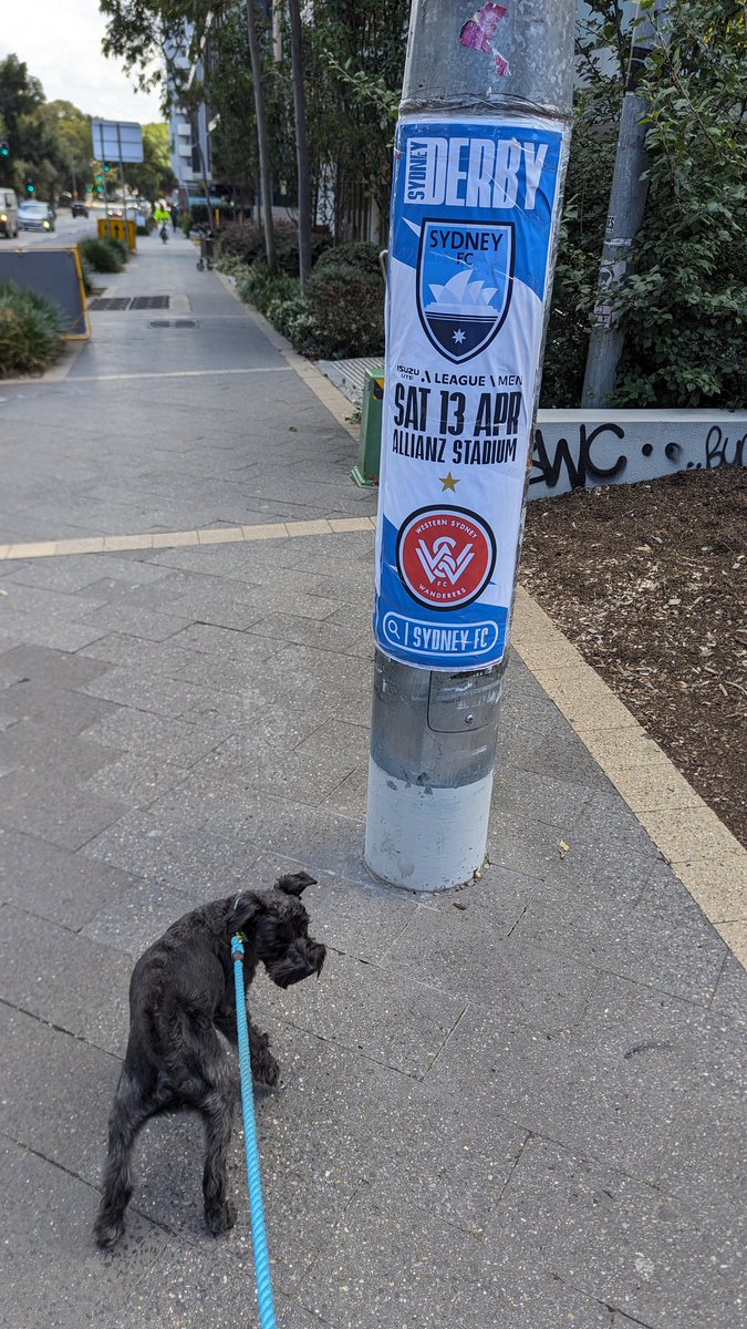yoshinori25's tweet photo. It's #SydneyDerby day
#SydneyIsSkyBlue https://t.co/bRy4LFJ5Ce
