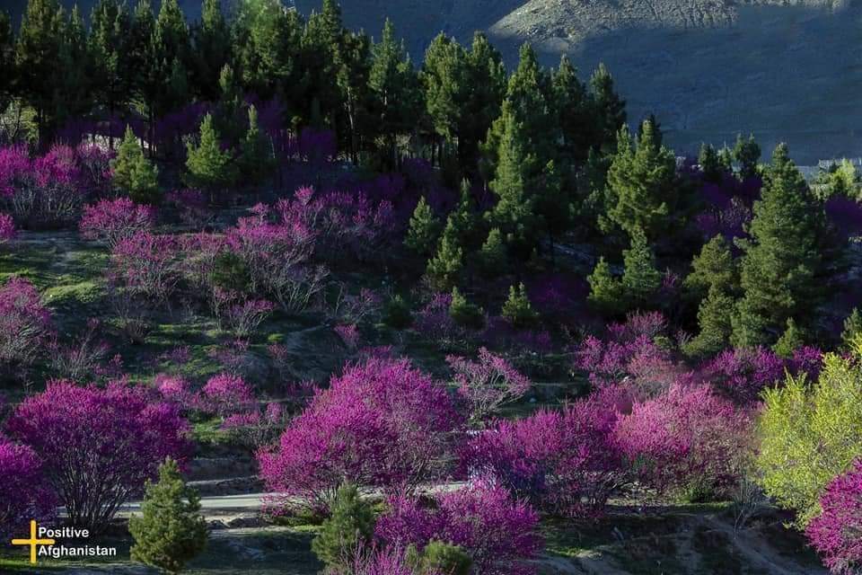 North of Kabul or Shamali Plains in the spring is covered with the purple blossoming trees and bushes. Before 2021, people, defying Taliban’s daily terrorist attacks, used to go there for picnicking on the weekends. Resistance against the Taliban’s gender apartheid regime is the…