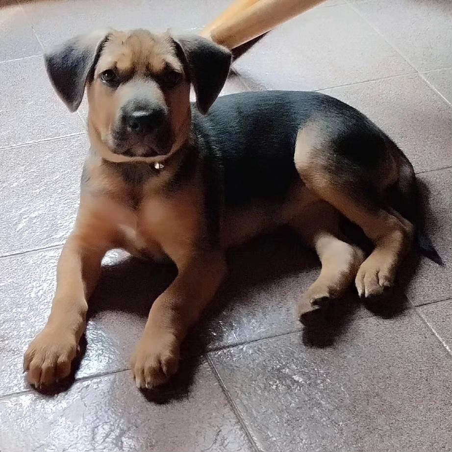 La bella BOMBÓN sigue buscando un hogar, tiene 3 meses, está muy sanita, es bella y activa lo que quiere es correr y jugar.
Adopción a persona responsable que entienda se le está dando la vida de un ser que tiene las mismas necesidades que un humano.
04265751141
Mérida Venezuela