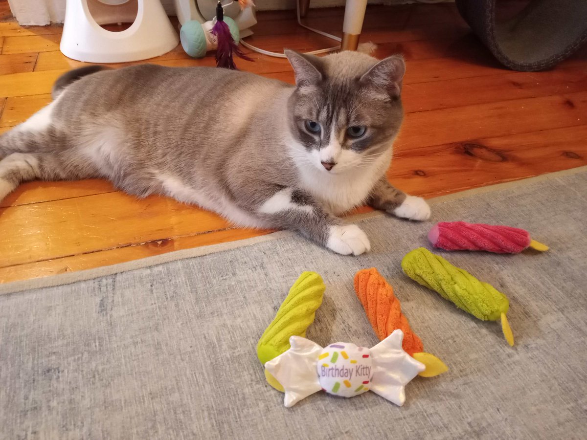BuckyKatt's tweet photo. Wishing a very happy 4th birthday (yesterday, #NationalPetDay) to Mickey, one of my favorite pet-sitting clients. Here's to many more play sessions and Churu Pops! #cats #catsitting #petsitting #adventuresinpetsitting #AdoptDontShop #CatsOfTwitter #catsofx #jerseycats https://t.co/vXMZlyhknY