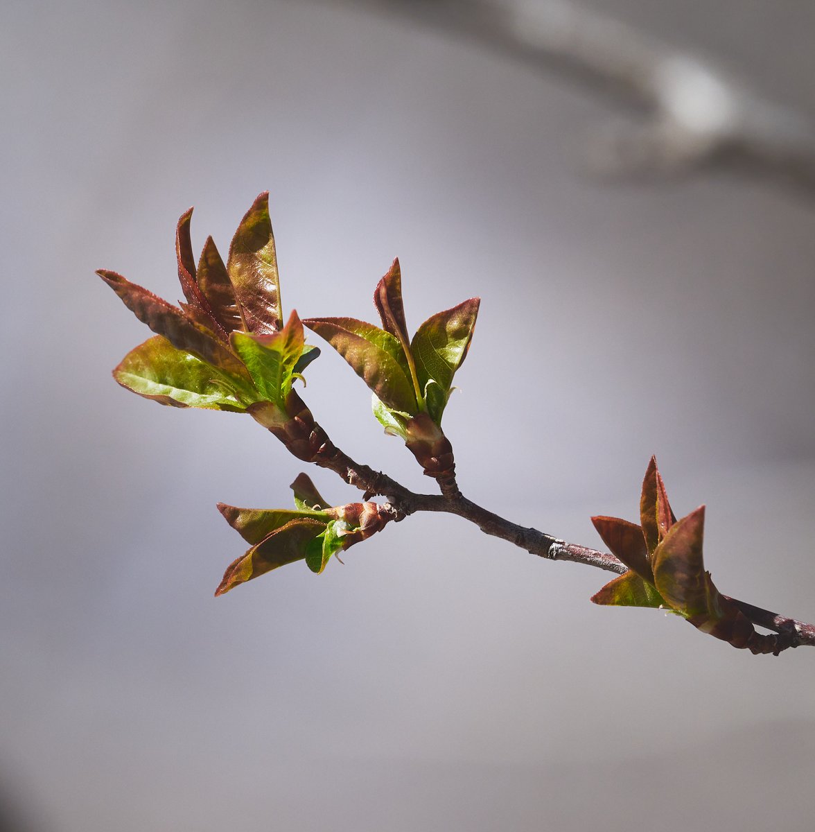 drumshaman's tweet photo. Emergence β 3 (2024)
#photography #nature #landscape #smallscenes #colorado #spring #thephotohour #nikon https://t.co/sK2MN5Ozxn