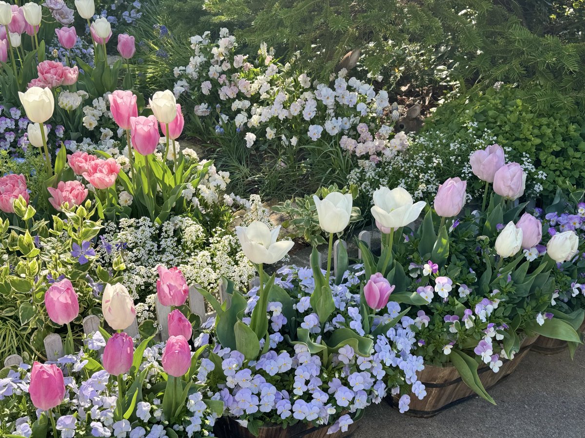 朝日に煌めくお花たち🌸🌷