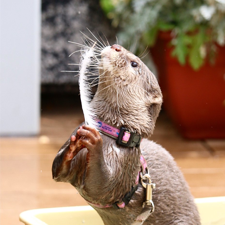 otter_bot's tweet photo. https://t.co/sDxDYxUSs5
