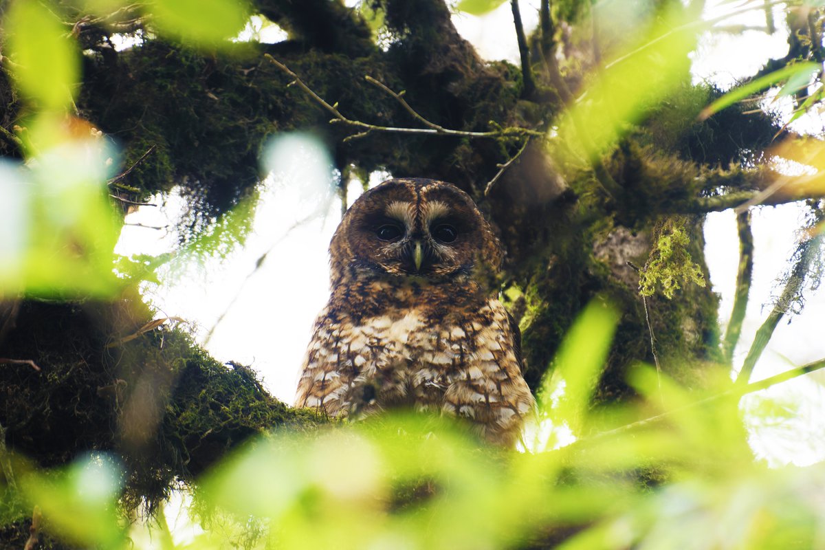 Unveiling the Mystique of the Himalayan Wood Owl!🦉

@pargaien @UKNikon #indiaves @Natures_Voice #ThePhotoHour #BBCWildlifePOTD @AnimalPlanet @DiscoverKorea_ @WildlifeMag @NikonUSA @natgeoindia @BBCEarth #BirdsOfTwitter @DiscoverMag @CornellBirds #BirdsSeenIn2024 #owls #raptors