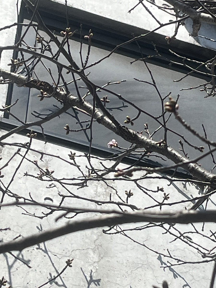 🌸#ごきげんようじ🌸 #36号線 のごきげん中継！ 2本目は 23日の開花予想日を待っていられない！ 桜をいち早く見たい！ということで、 早く咲くと言われている 地下鉄 宮の沢駅の桜の木に行ってきました！ なんと…咲いていました～🌸やった～🌸 今日明日の暖かさでさらに咲きそう✨ #stvradio