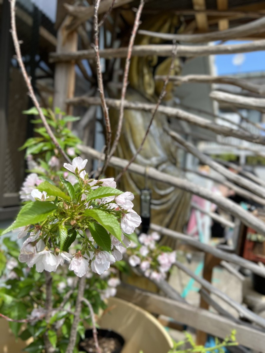 今年も桜に見守られて、大仏が咲きました🌸