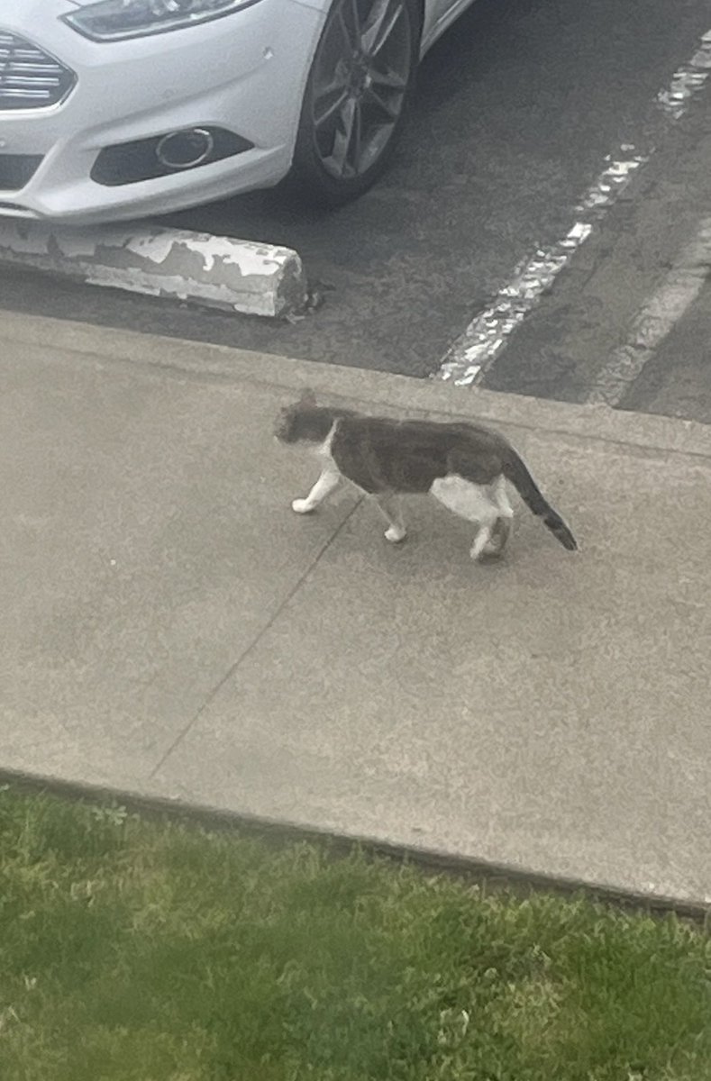 This makes me so mad! People move away and leave their fur babies behind. I can’t believe they just left him! Poor guy has been walking around crying for two days. I put food & water out for him. My boyfriend is going to try to catch him take him to the animal shelter.