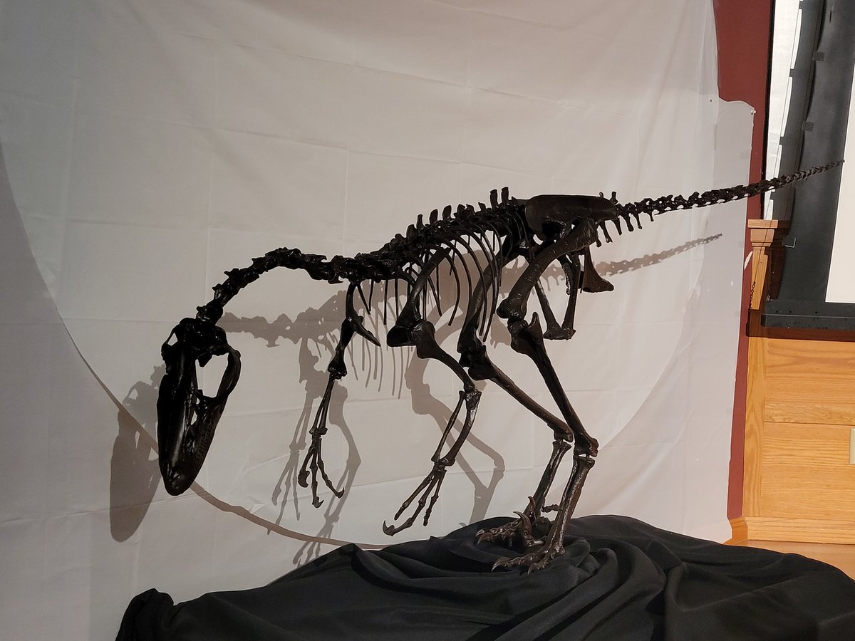 More Troodon shots. #DinosaursandMOR @MuseumRockies