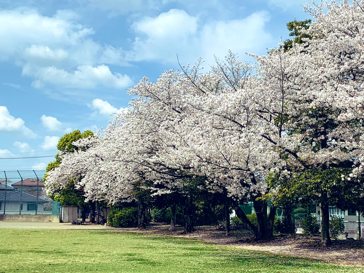 anda_real's tweet photo. 西藤中央公園　暖かくて桜🌸の花びらが舞っておりました。
もう早くもハナミズキの花が咲きそうです！
1日の中でも寒暖差がありますのでどうぞご自愛してお過ごしくださいませ。 https://t.co/PdDKShbwzY