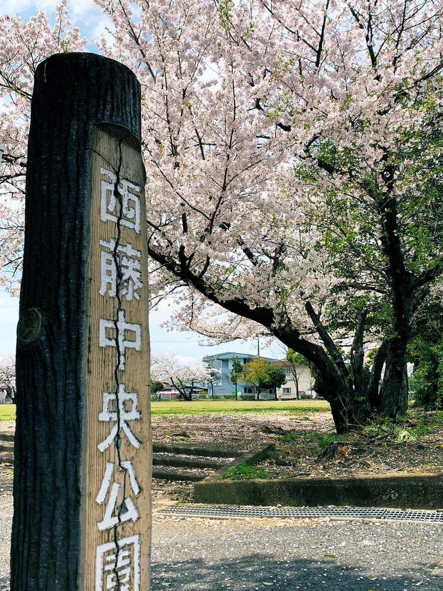 anda_real's tweet photo. 西藤中央公園　暖かくて桜🌸の花びらが舞っておりました。
もう早くもハナミズキの花が咲きそうです！
1日の中でも寒暖差がありますのでどうぞご自愛してお過ごしくださいませ。 https://t.co/PdDKShbwzY