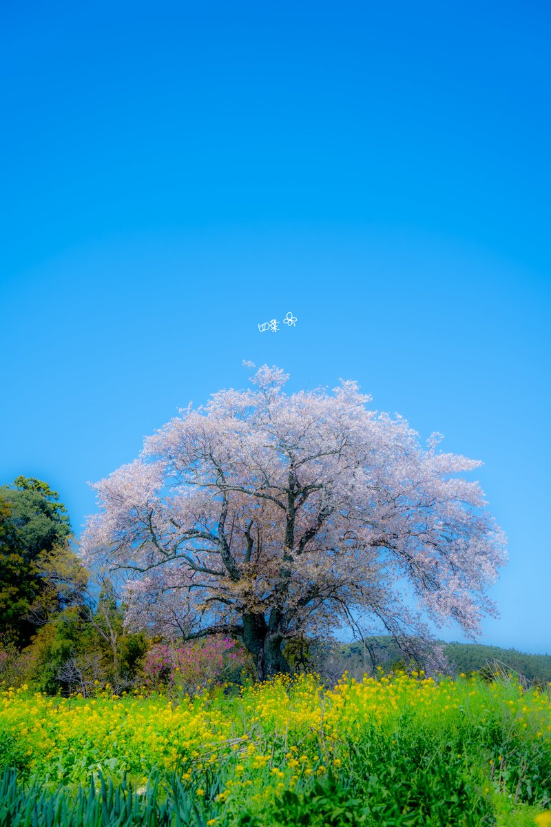 千葉の里山に咲き誇る美しい一本桜。