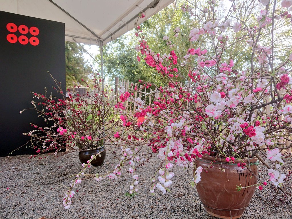 上田城千本桜まつり開催中です
朝から上田城跡公園内賑わっております
ソメイヨシノそろそろ満開でしょうか🌸お花見お楽しみくださいませ
#上田市 #眞田神社