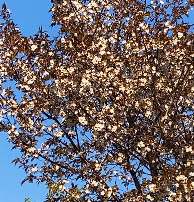 ykfj01's tweet photo. 桜が満開🌸
　#Sakura #花見 https://t.co/MjImxL2Q17