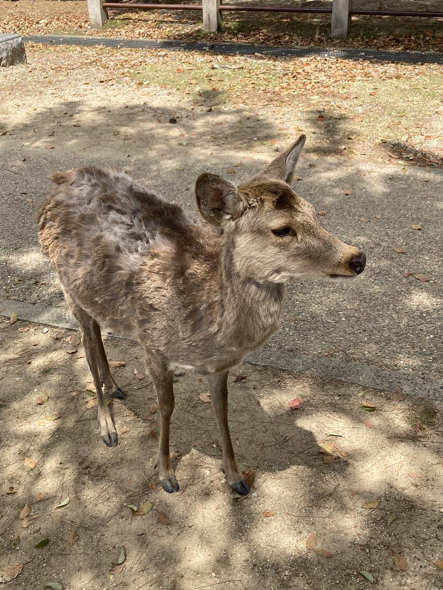 春の奈良公園🦌