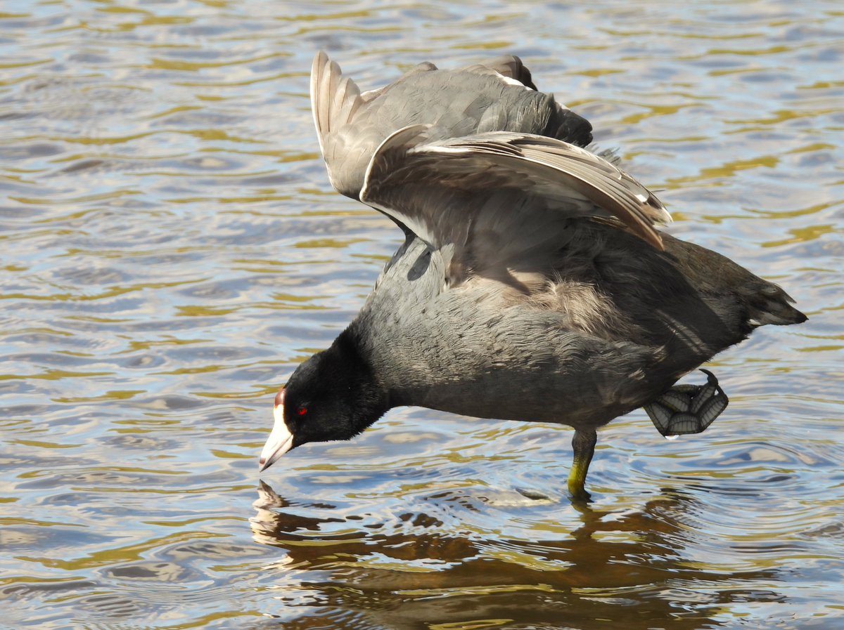 This American Coot is working on perfecting his Crane Pose for his next Karate tournament!