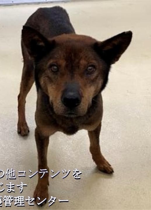 中型.成犬.男の子
成犬は厳しいです
管理棟は避けたい
応援お願い致します🍀🙏🏻
🆘徳島県愛護管理センター🆘
🚨掲載期限4月15日
4/12 三好市池田町サラダ
⚠️クレーム🆖
douai-tokushima.com/stray/doglist