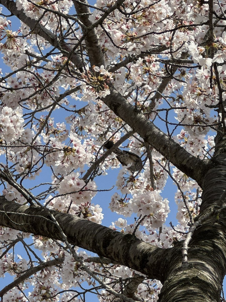 散歩の最後は団地裏の桜並木🌸🌸
サクラの花の蜜を舐めにヒヨドリとメジロが来ていました🦜🦜
＃空ネット