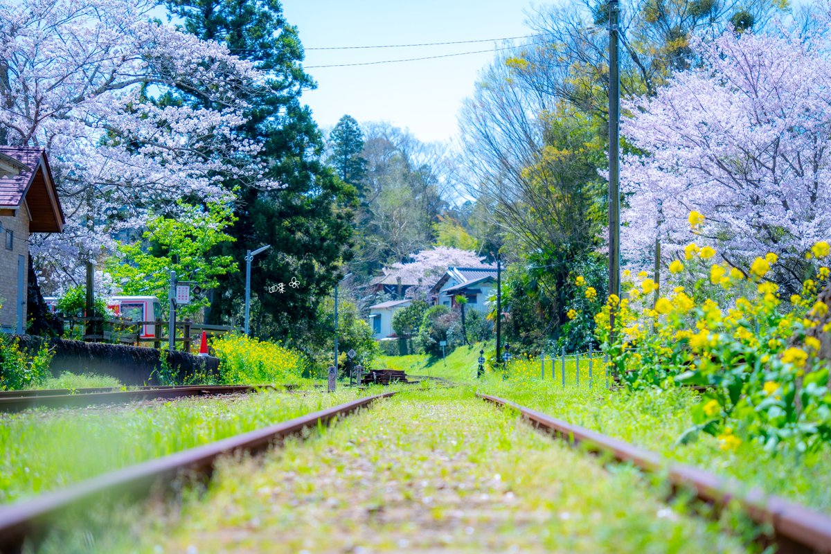 春だ冒険に出よう。 ～小湊鉄道～