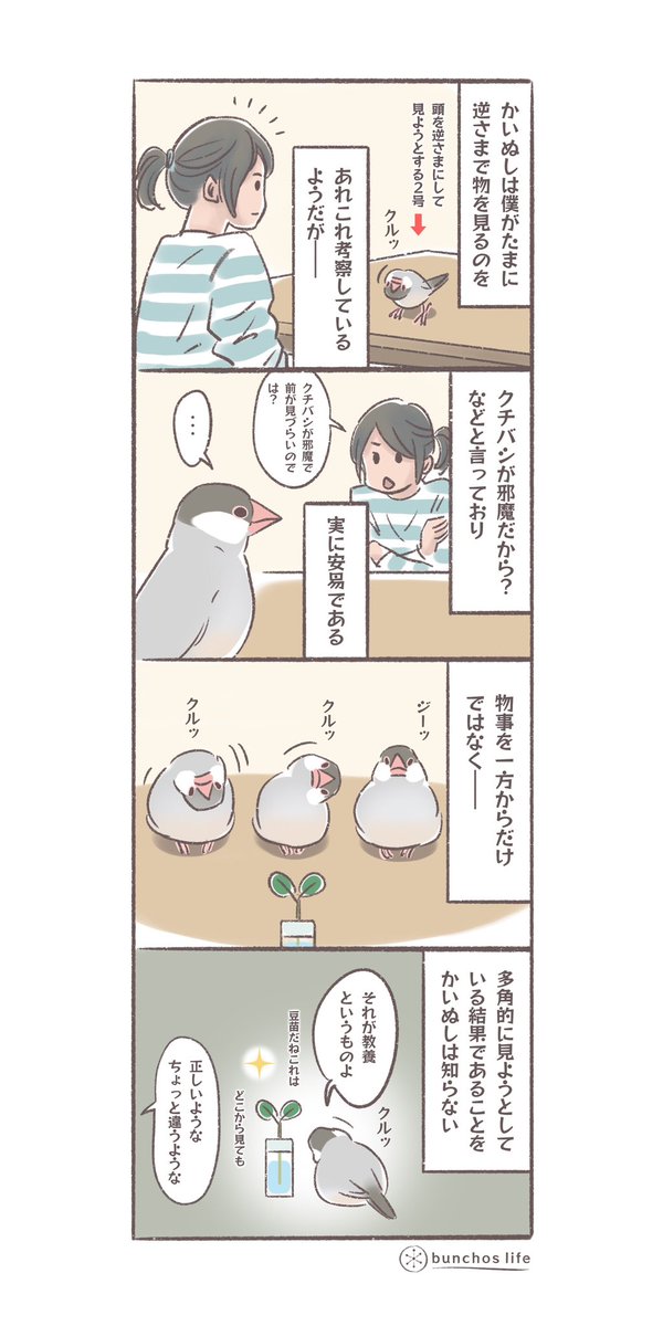昨日の頭を逆さまにして見る仕草の考察についての2号の見解です(妄想)
#文鳥 
#4コマ漫画 