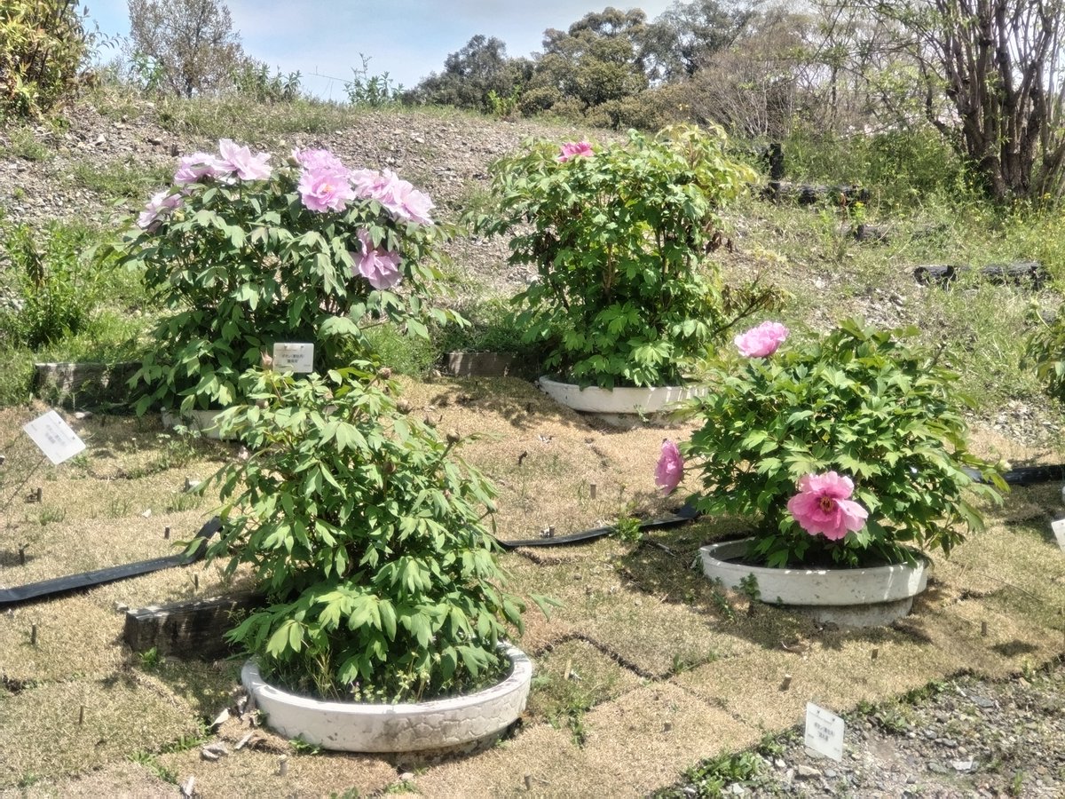 寒牡丹が、いくつか開花していますね😍。@京都府立植物園・四季彩の丘