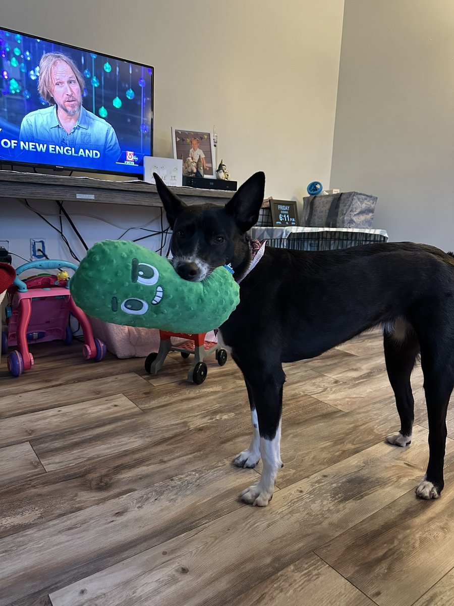 here’s a pic of my dog with a big pickle