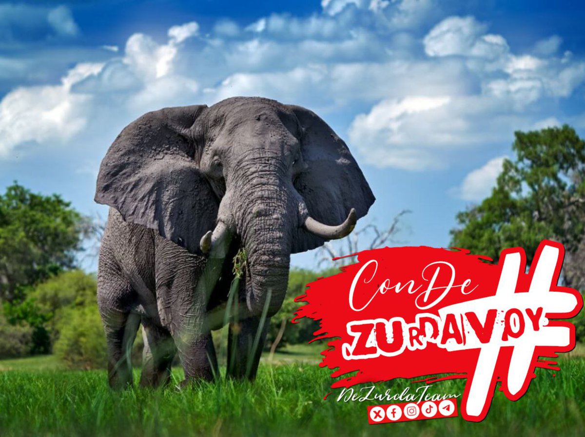 #ConDeZurdaVoy a disfrutar de mi Familia de Elefantes. #DeZurdaTeam @DeZurdaTeam_ @atenas_cuba @Angel98845187 @Betina_PM @Amanecerabz