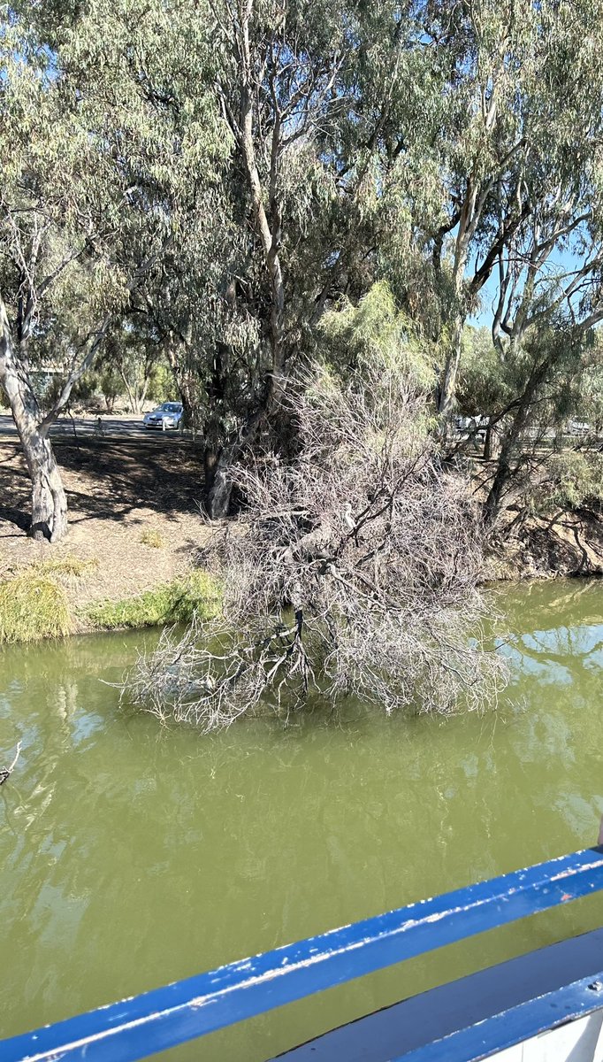 On the Murray River up near Mildura. Relaxing river trip #DentistsWithHerons