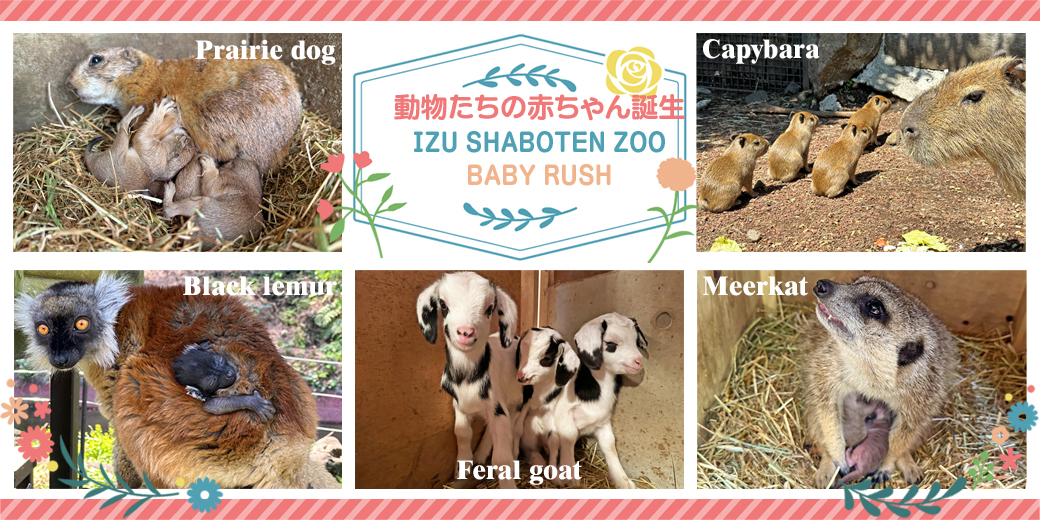 伊豆シャボテン動物公園で動物の赤ちゃんが続々と誕生！ prtimes.jp/main/html/rd/p…