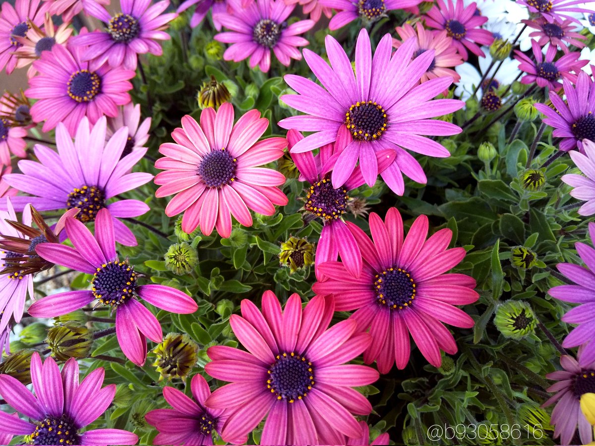 オステオスペルマム💜

花言葉は『ほのかな喜び』💜

鮮やかな色ですね💜

#キリトリノセカイ
#ファインダー越しの私の世界 
#TLを花でいっぱいにしよう
#写真好きな人と繋がりたい
#NaturePhotography
#花写真