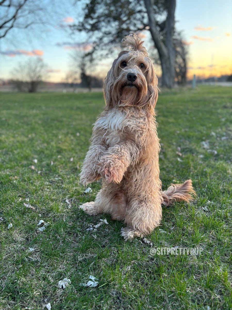 Happy Friday! Goldendoodle Maverick during golden hour today ⬇️🩵
#wisconsin #wisconsindog #dogsofx #goldendoodle #doglove #pets