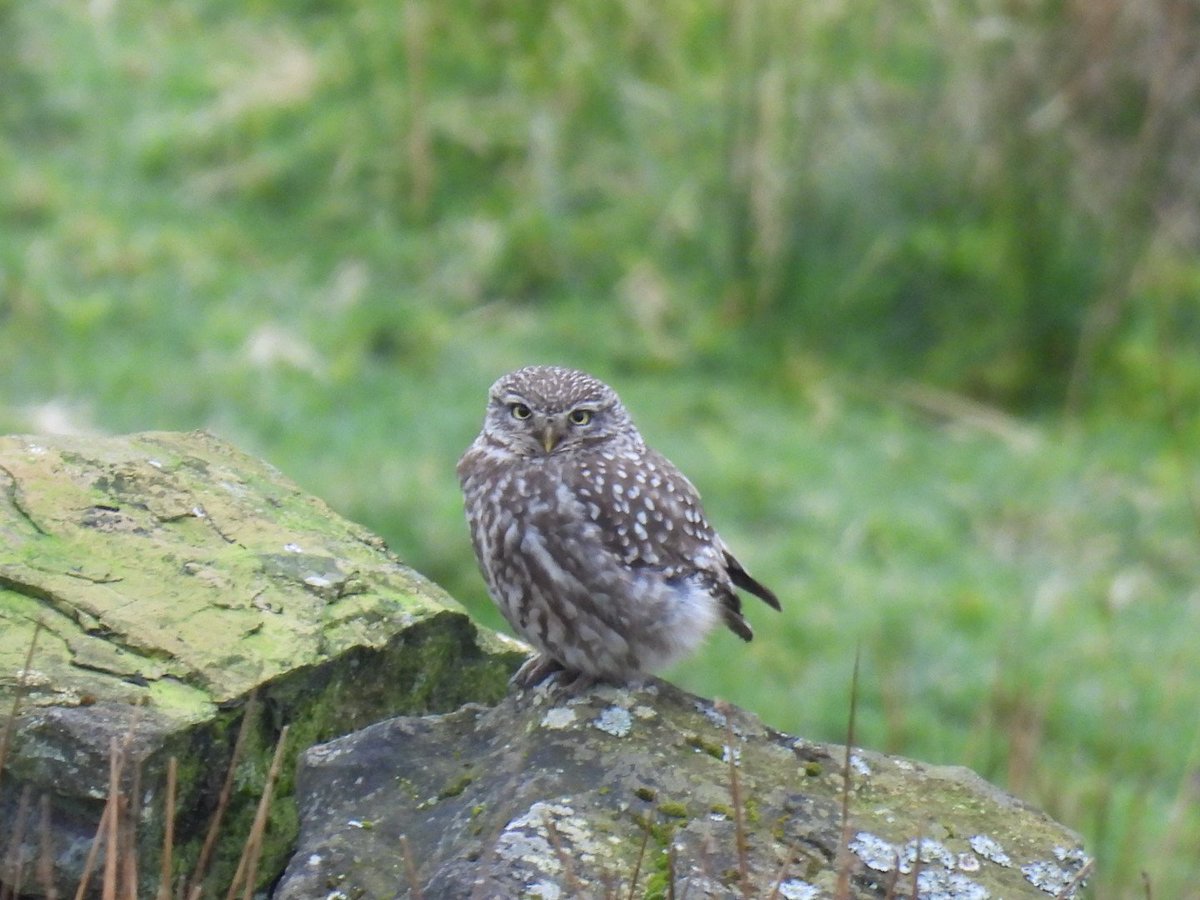 L8WFC81's tweet photo. 10 x Ring Ouzel and pair of Little Owls at Holcombe https://t.co/dbuZz6UmKw