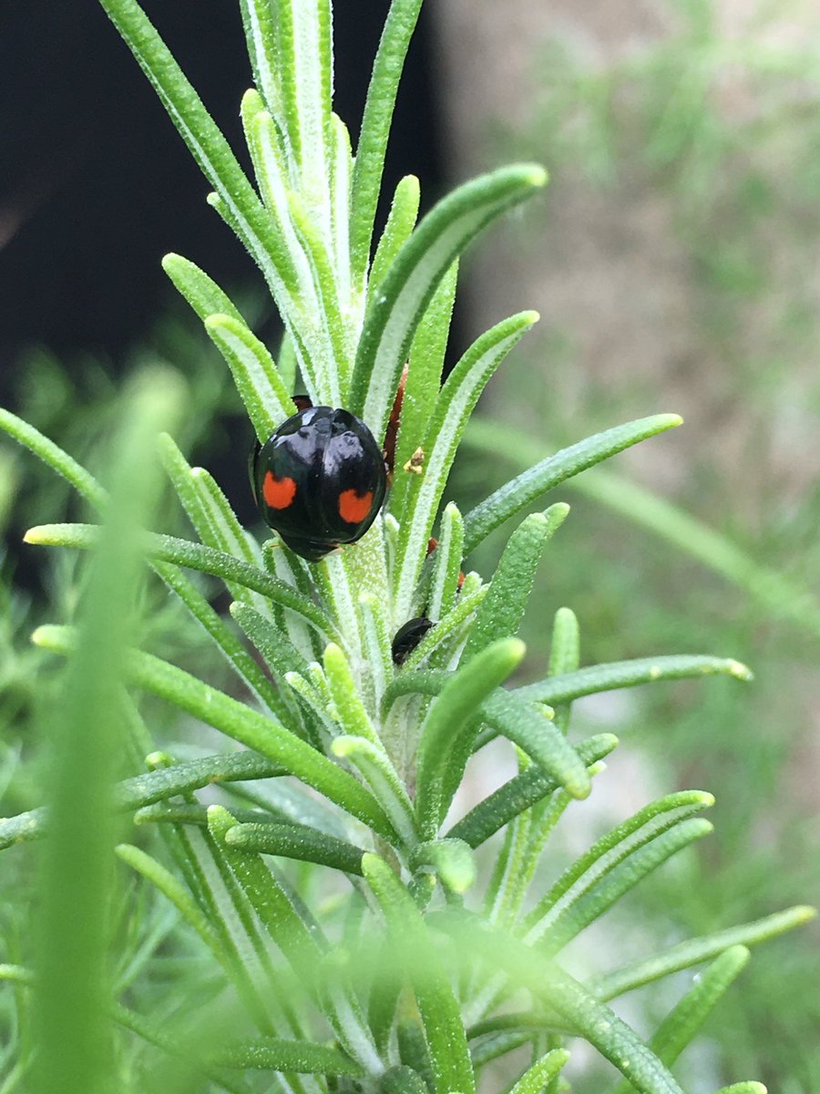 Wildlife alert! In the Sky Garden today, I counted at least 36 ladybirds! All sorts of species too. Also a brilliant picture by volunteer Sarah, of a fast, black ‘Hairy Footed Flower Bee’! Spring has sprung!😊 @GoldenSquareUK @warringtonmus @WarringtonCEC @WarringtonGrCo