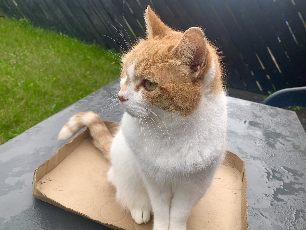 Very busy #Caturday morning so far.  I watched some pigeons fighting and tried a new kibble (it was very tasty).  I insisted on some cardboard on the wet table for my #Hedgewatch (the Queen does not like a wet bum 😹).
#CatsOfX #AdoptDontShop #CatsOfTwitter